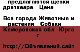 предлагаются щенки дратхаара › Цена ­ 20 000 - Все города Животные и растения » Собаки   . Кемеровская обл.,Юрга г.